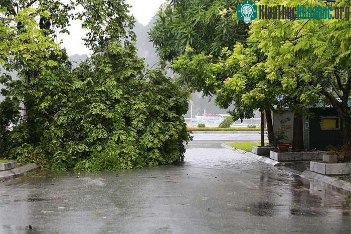 Những thiệt hại ban đầu khi bão số 2 đổ bộ Quảng Ninh-Hải Phòng ảnh 5
