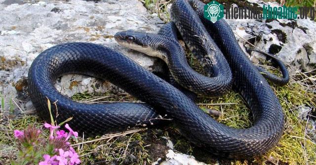 Rat Snake - Rắn chuột