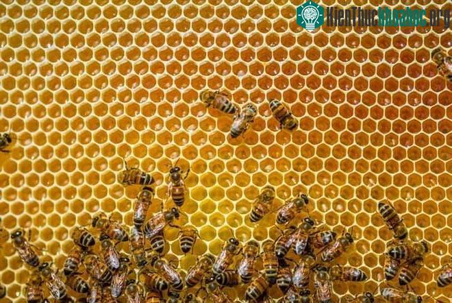 Kinh ngạc với năng lực trí tuệ của 11 loài động vật thông minh nhất ảnh 6
