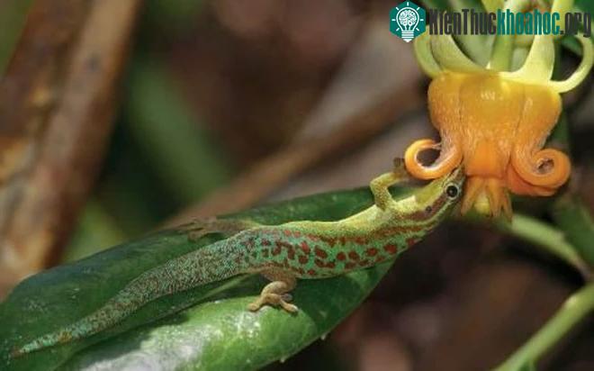&nbsp;Một bông hoa Mauriti Roussea simplex đang được thụ phấn nhờ thằn lằn đuôi xanh