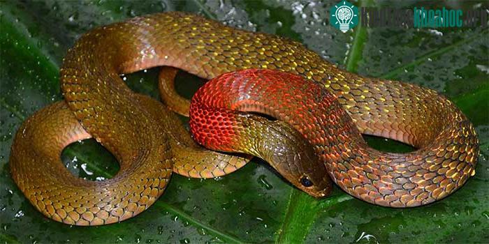 Rắn hoa cỏ cổ đỏ có màu sắc sặc sỡ và bắt mắt, nhưng tuyệt đối không được nuôi loài rắn này
