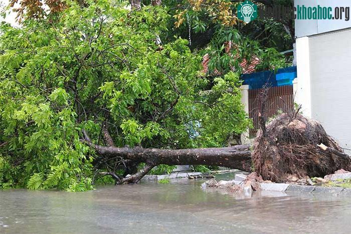 Những thiệt hại ban đầu khi bão số 2 đổ bộ Quảng Ninh-Hải Phòng ảnh 6