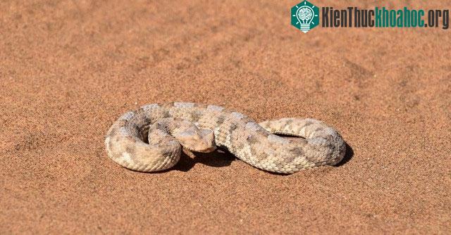 Sidewinder - Loài rắn di chuyển nhanh nhất thế giới