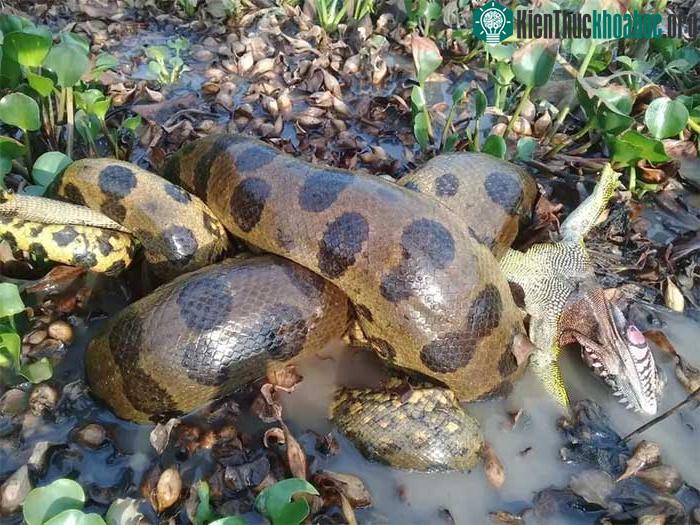 Bộ ảnh kinh ngạc về loài trăn Anaconda lớn nhất thế giới tìm thấy ở Nam Mỹ ảnh 7