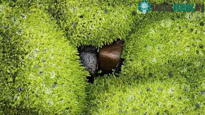 Một hệ sinh thái đã bén rễ giữa môi trường khắc nghiệt