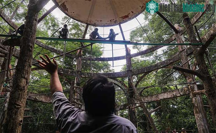 Hiện toàn vườn có 30 cá thể voọc bạc, bao gồm cả 2 cá thể con vừa mới sinh.&nbsp;