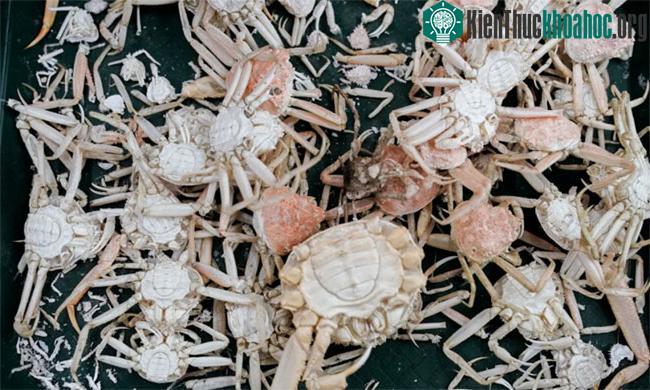 Vỏ và xác cua tuyết