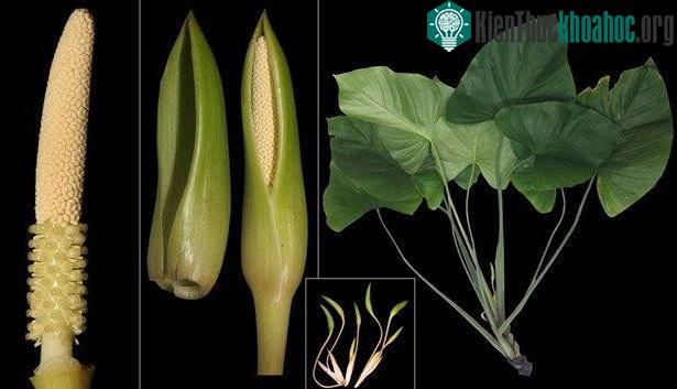 Thiên niên kiện Côn Đảo là loài dược liệu mới được mô tả, công bố.