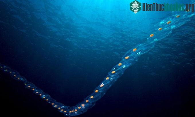 Salp có thể nối với nhau thành chuỗi dài.