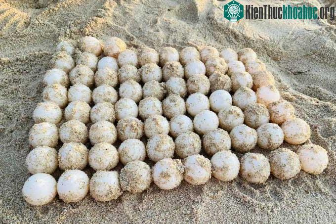 75 trứng rùa biển quý hiếm được thu gom đưa về bãi ấp.