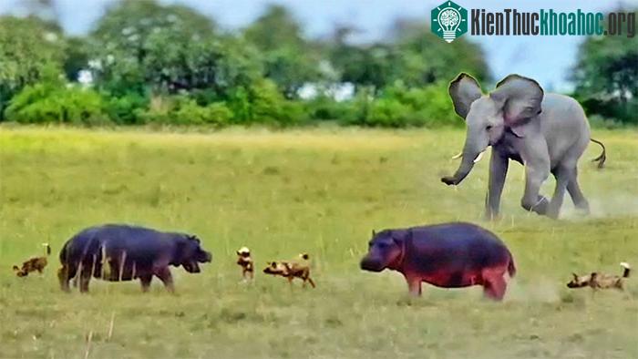 Sự xuất hiện của con voi đã thay đổi hoàn toàn cục diện.