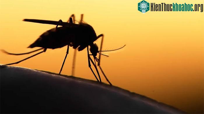 Muỗi đốt mang theo nguy cơ truyền các bệnh như sốt xuất huyết, sốt vàng da, sốt rét và Zika