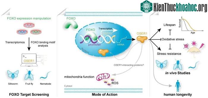 Cơ chế hoạt động của gene OSER1 trong việc điều chỉnh tuổi thọ.