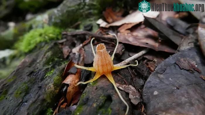 Thismia malayana được phát hiện trong các khu rừng nhiệt đới ở Malaysia