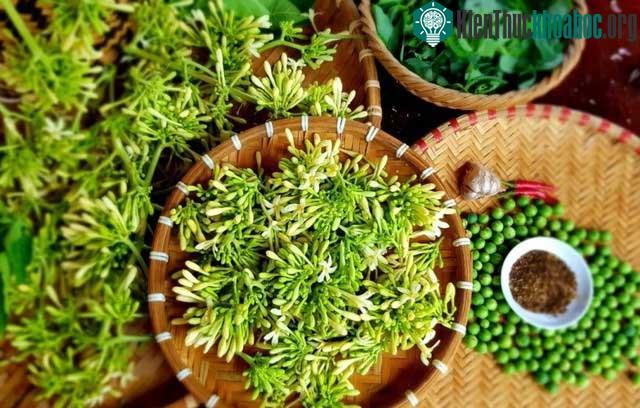 Hoa đu đủ đực