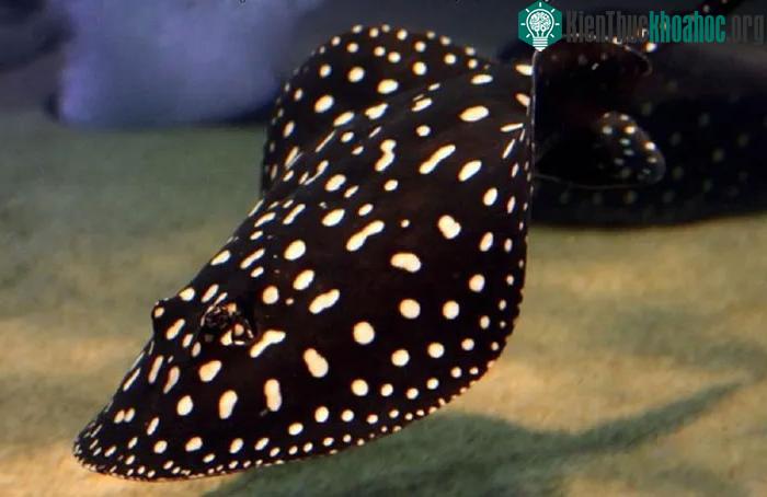 Cá đuối nước ngọt Polka Dot