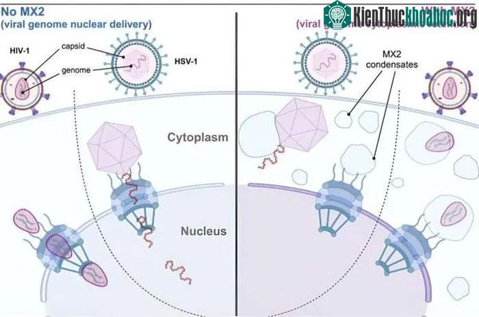 Mô phỏng cách protein MX kháng virus.