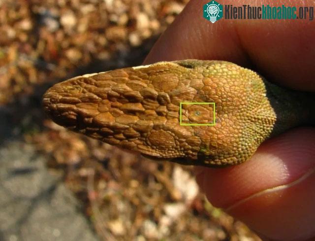 Vị trí con mắt thứ 3 của Tuatara.