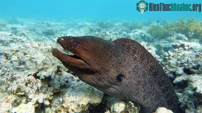 Cá lươn moray