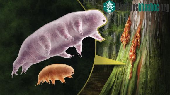 Hai loài tardigrade ở Canada