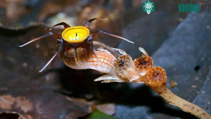 Mycoheterotrophs không cần quang hợp mà hoạt động như ký sinh trùng