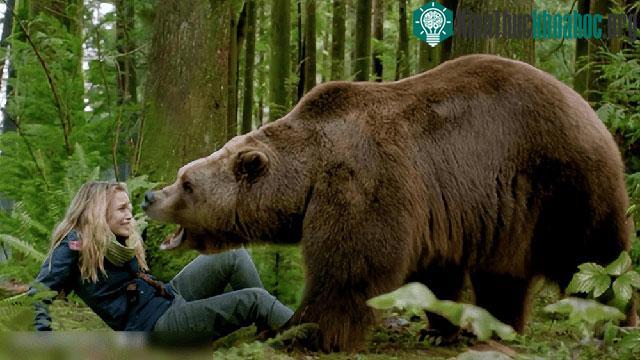 Gấu nâu là một trong những loài gấu lớn nhất