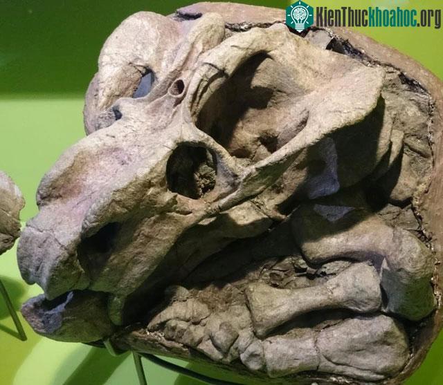 Hộp sọ của Tuatara.
