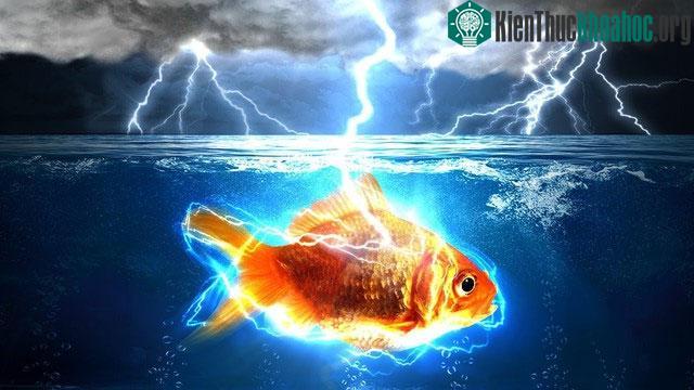 Những con cá đang bơi gần bề mặt có khả năng cao bị điện giật và chết ngay lập tức.