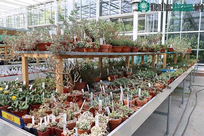 Khu vực bảo tồn và nhân giống cây thạch lan.