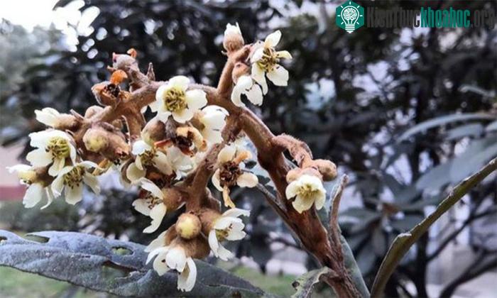 &nbsp;Cây nhót tây có yêu cầu rất cao về môi trường sống, việc chăm sóc không hề đơn giản.