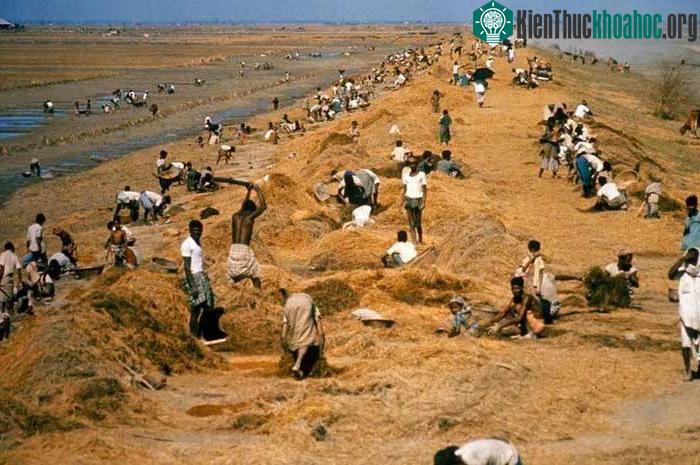 Người sống sót ở Đông Pakistan khắc phục hậu quả do siêu bão Bhola gây ra.