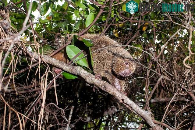 Bằng chứng di truyền đã khẳng định rằng chuột gai cứng thuộc họ Erethizontidae.