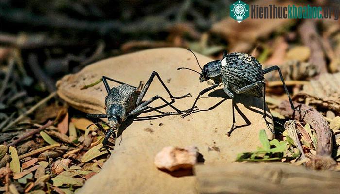 Bọ cánh cứng Darkling: Loài vật nhỏ bé nhưng lại sở hữu khả năng "tiến hóa lượng tử" ảnh 2