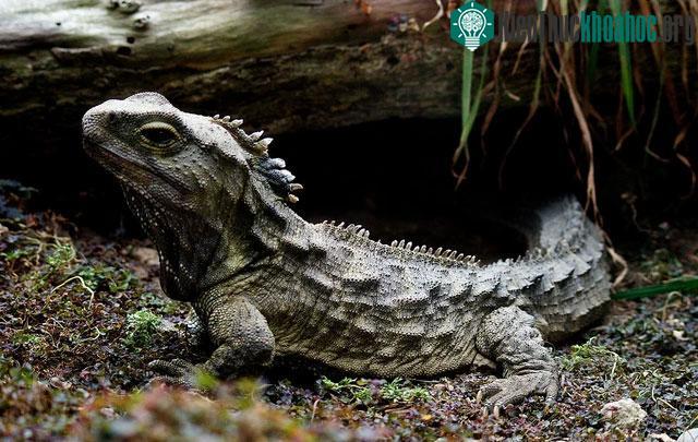 Tuatara hiện đang đối mặt với những thách thức nghiêm trọng trong tự nhiên.