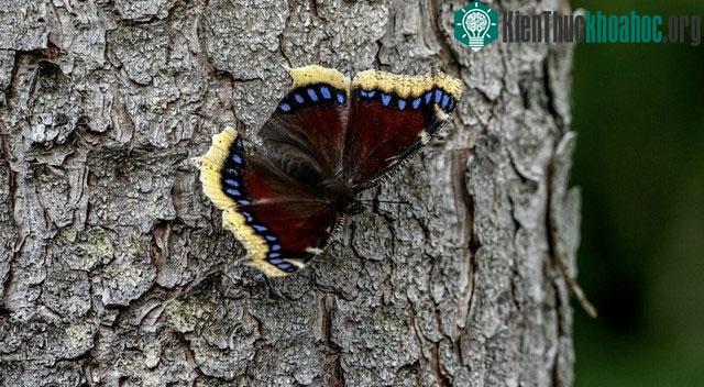 Không giống như loài bướm khác, bướm Mourning Cloak ngủ đông.