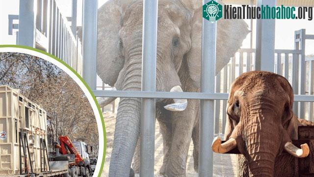 Charlie - Chú voi cuối cùng tại vườn thú quốc gia Nam Phi, được giải thoát sau 40 năm bị giam cầm ảnh 3