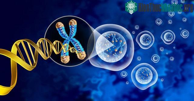 &nbsp;Telomere không phải là yếu tố duy nhất ảnh hưởng đến lão hóa.&nbsp;
