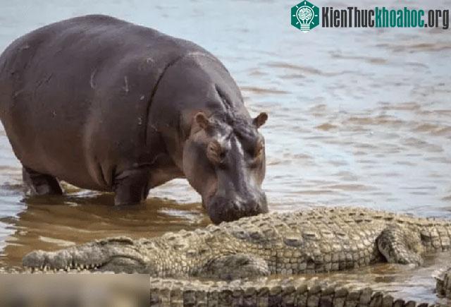 Hà mã có sức mạnh và tầm ảnh hưởng đáng kinh ngạc trong hệ sinh thái châu Phi.&nbsp;