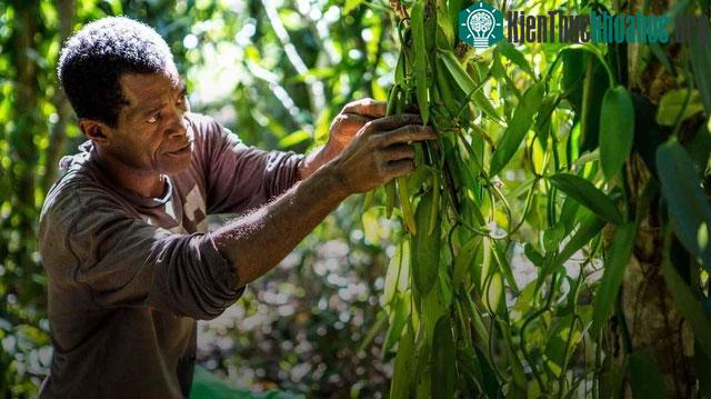 3 gia vị quý hiếm có khó tìm của thế giới: Một loại ở Việt Nam mọc khắp nơi! ảnh 3