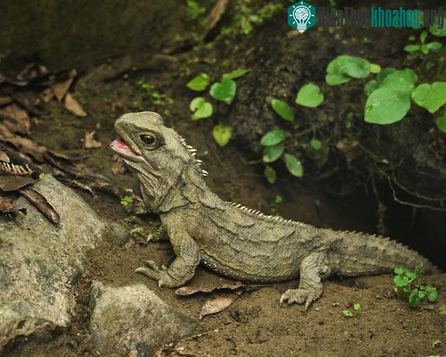 Tuatara được coi là một trong những "kỳ quan vĩ đại nhất" của thiên nhiên.