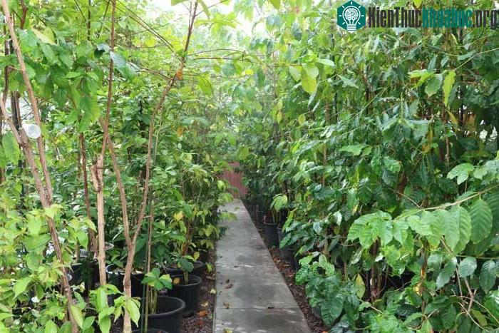 Khu vực bảo tồn và phát triển giống cà phê Arabica.