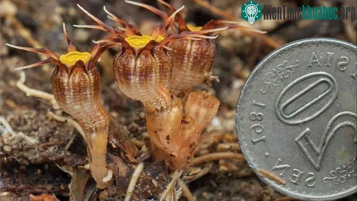 Loài cây này dài khoảng 2cm, ẩn mình trong lớp lá mục và mọc gần rễ cây hoặc khúc gỗ mục