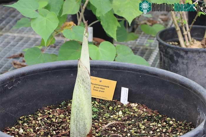 Nhân giống hoa Arum titan.