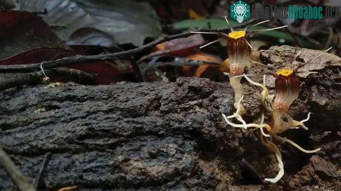 Thismia malayana rất nhạy cảm với những thay đổi của môi trường.&nbsp;