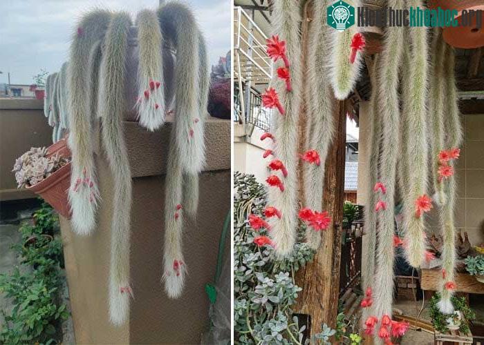 Được chăm sóc tốt, cây sẽ nở hoa rất đẹp mắt.