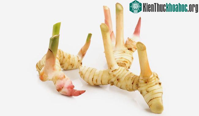 Riềng là cây thân thảo thuộc họ Gừng.&nbsp;