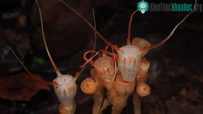 Đây là thực vật thuộc nhóm mycoheterotrophs.