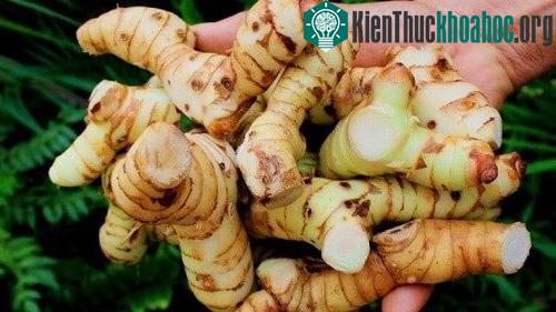Ở Việt Nam, cây riềng được trồng phổ biến nhưng phần lớn mọc nhiều ở các tỉnh phía Bắc.&nbsp;