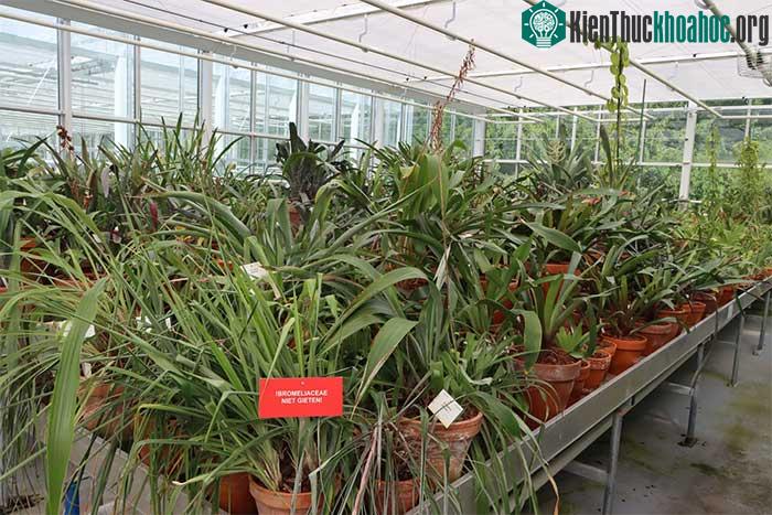 Khu vực các giống hoa lan.