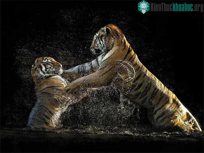 2 chú hổ con đang luyện tập những kỹ thuật chiến đấu, săn mồi